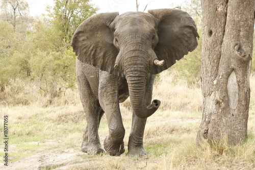 Photography elephant