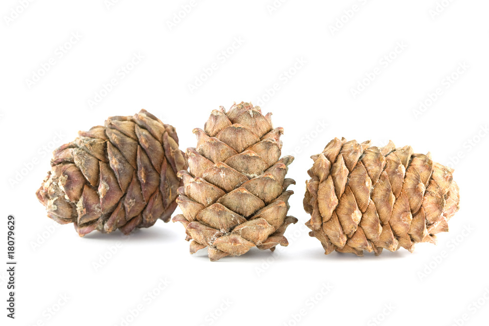 pine cones isolated on white pine cones isolated on white