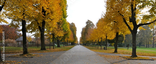 Baumallee im Herbst