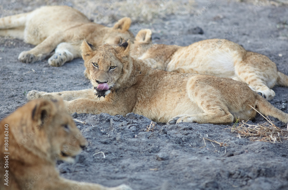 Lions at rest Lions at rest