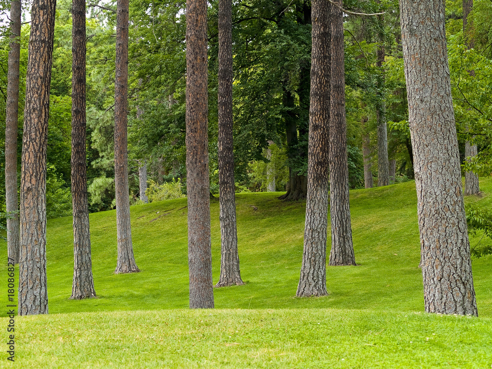 Obraz premium Grassy Park and Trees