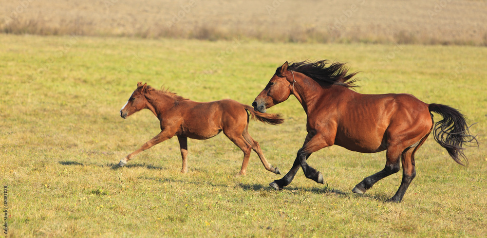Horses Running Horses Running