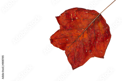 red leaf in autumn fall photo