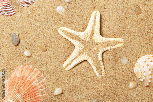 Seashells and a starfish lie on seacoast