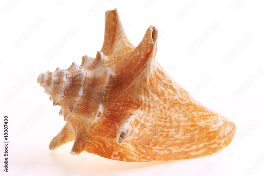 Isolated seashel on white background Isolated seashel on white background