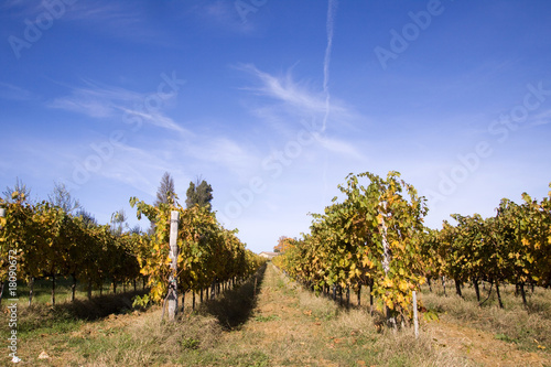 tuscany grapes