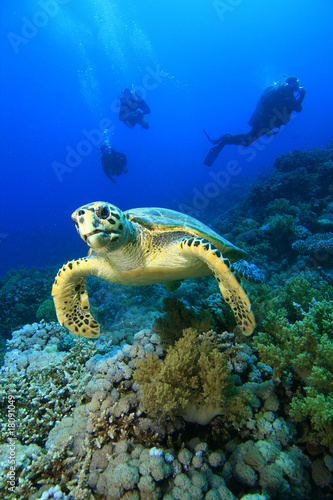 Hawksbill Turtle and Scuba DIvers