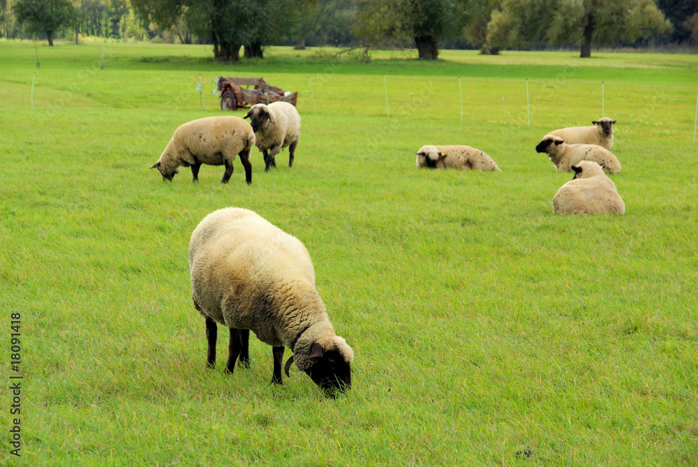 Schaf - sheep 28 Schaf - sheep 28