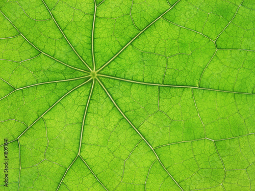 Green leaf veins 03