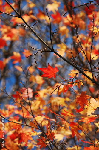 Japanese maple tree in autumn