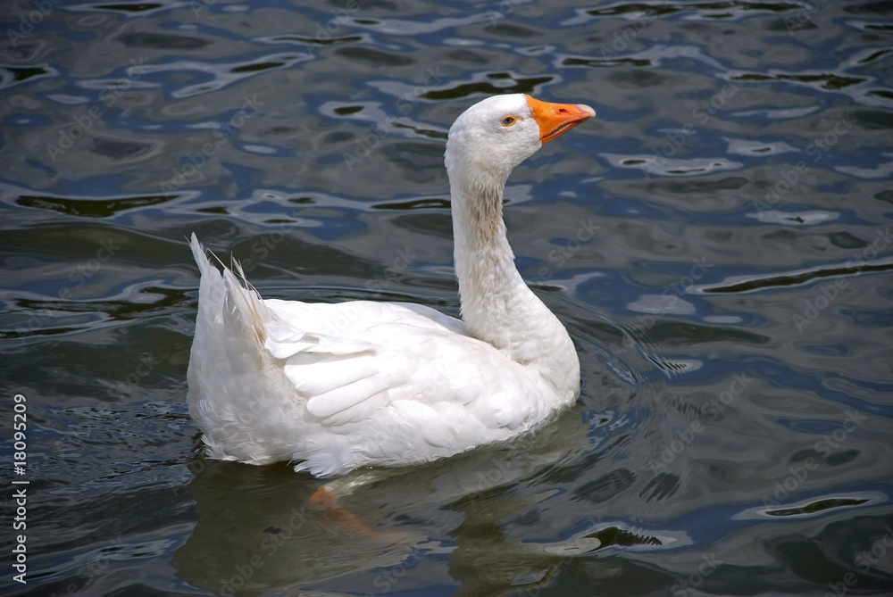 Obraz premium White Goose