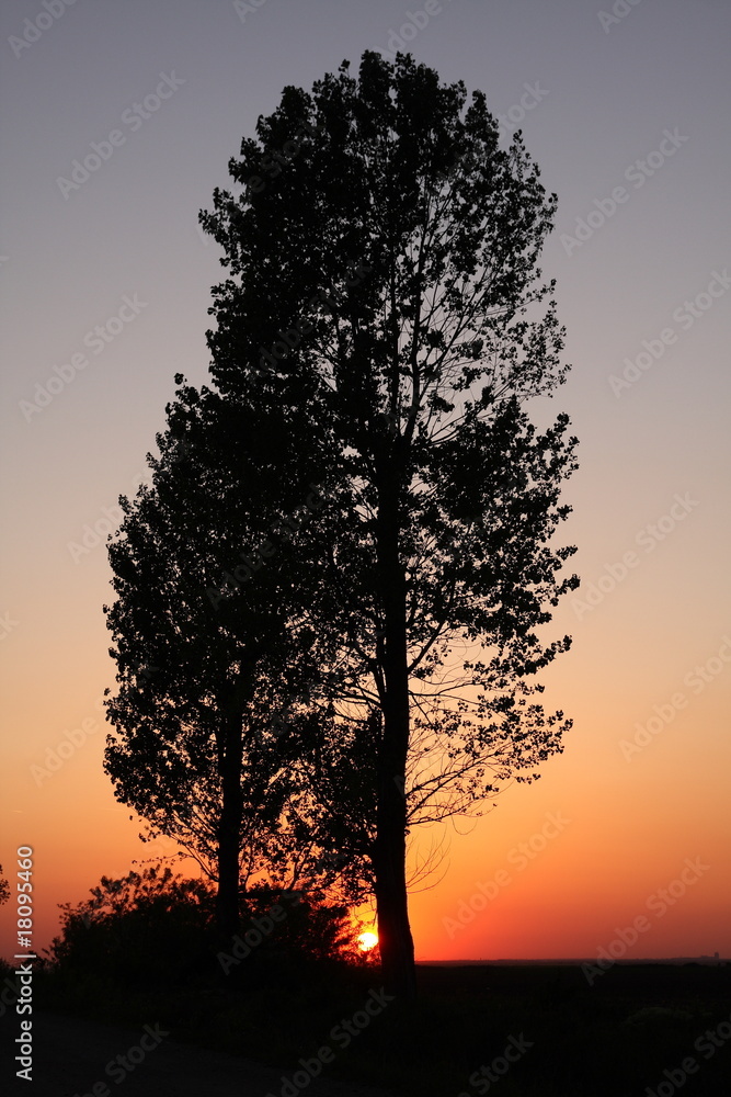Fototapeta premium Sunset and trees
