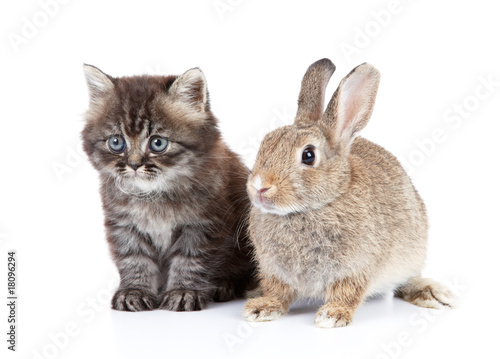 cat and rabbit