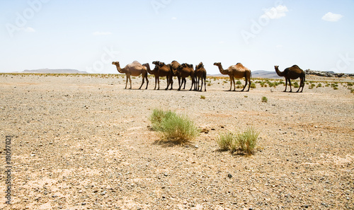 Camels in Sahara in Morocco