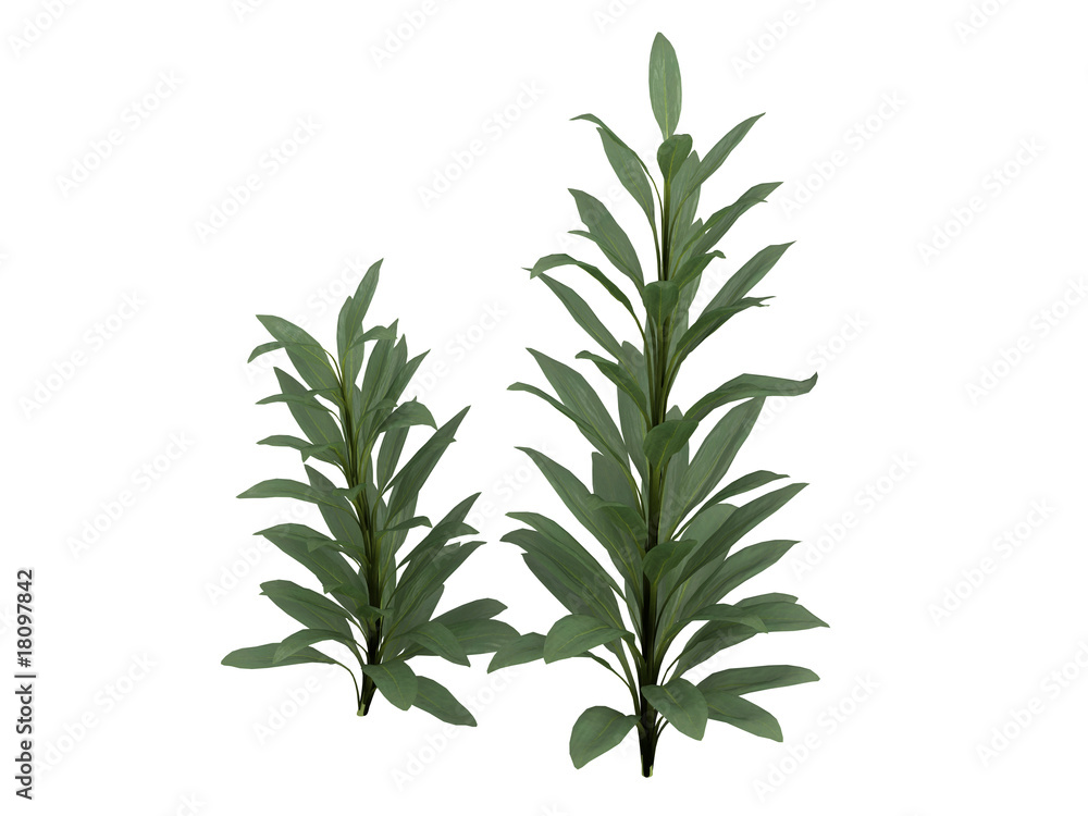 Cordyline_glauca Cordyline_glauca