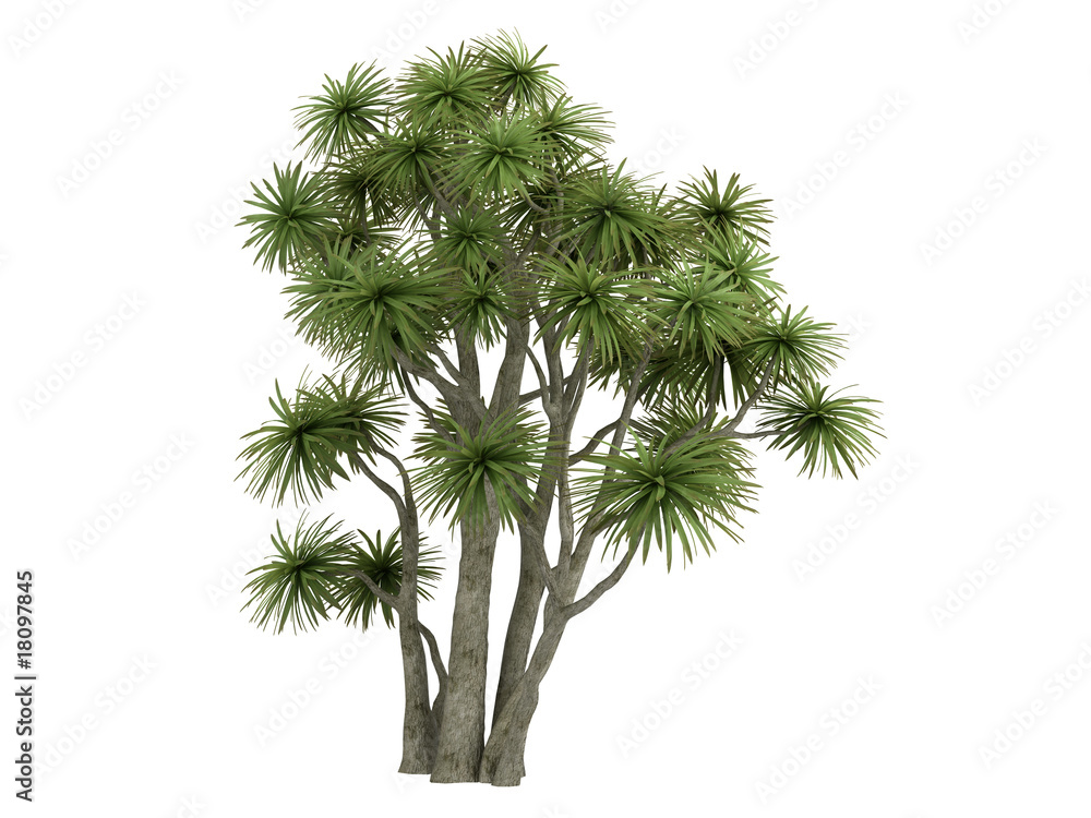 Cabbage_Palm_(Cordyline australis)