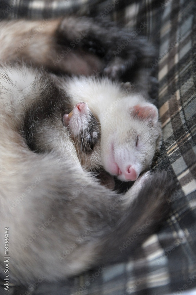 Fototapeta premium フェレット