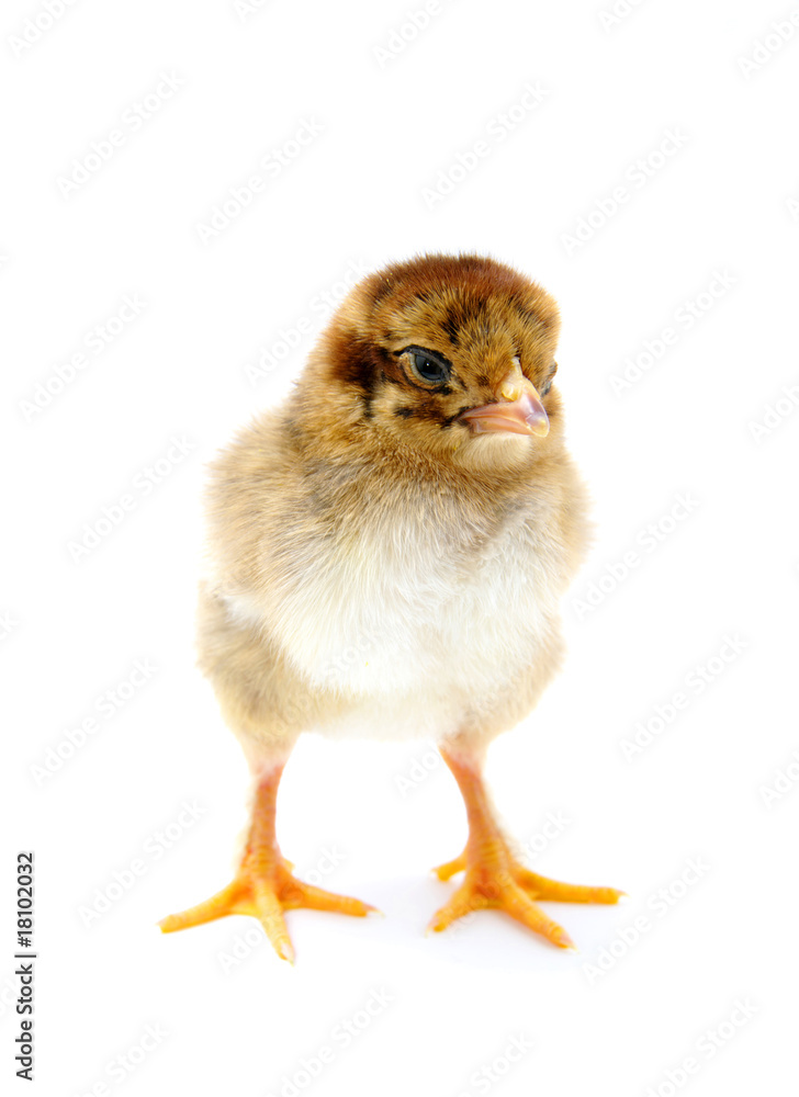 Fototapeta premium chicken