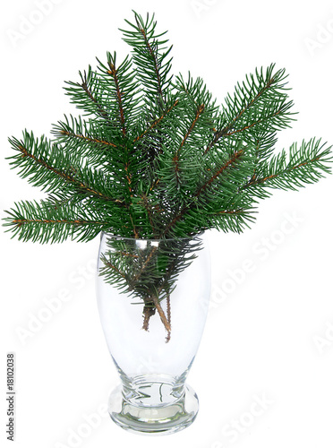branches of the fir tree in glass vase