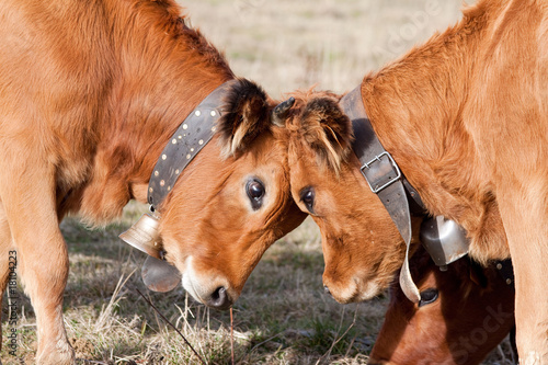 combat de vaches
