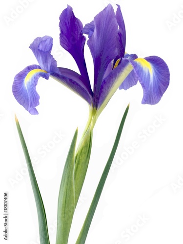 lila iris