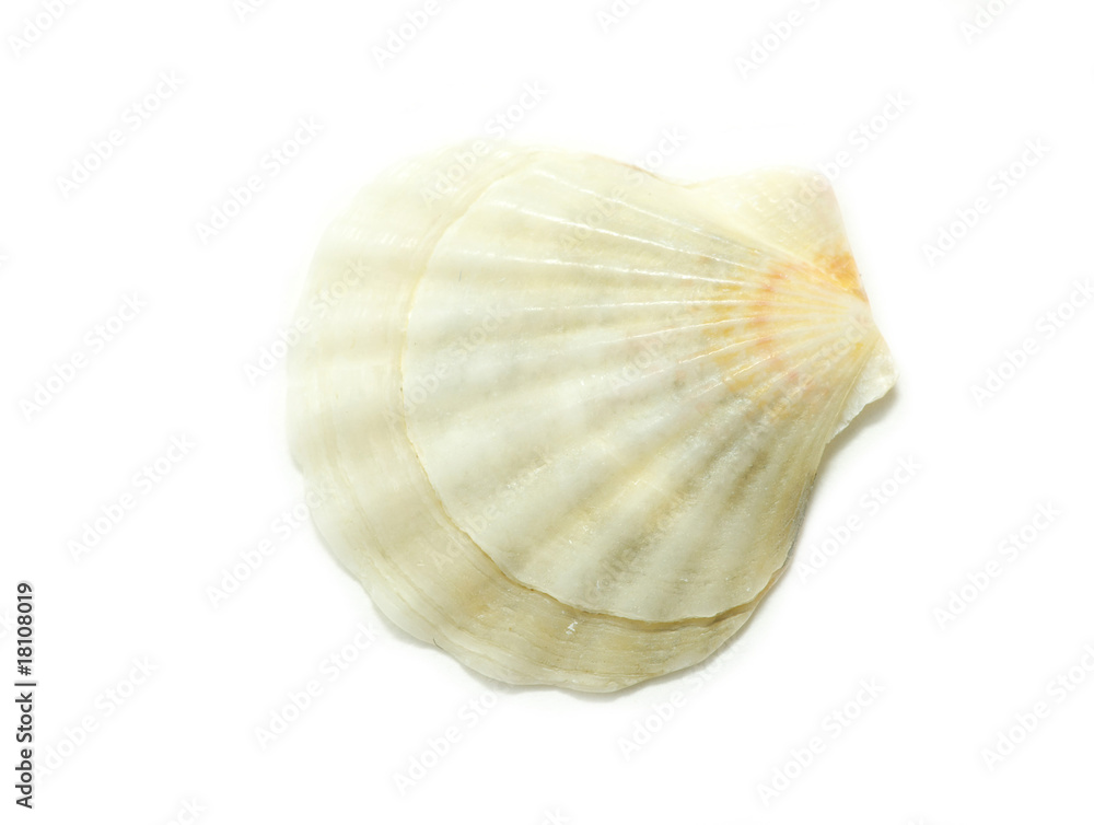 shell