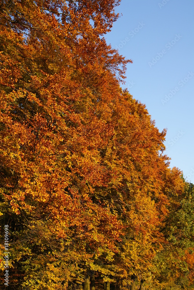 Fototapeta premium Autumn's forest under blu sky