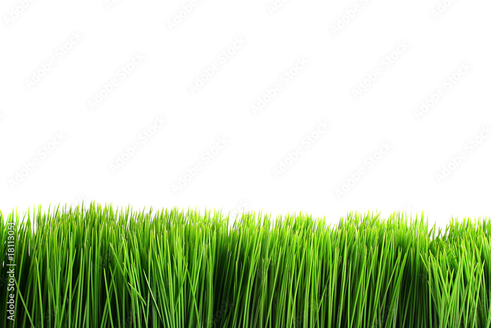Obraz premium Green grass