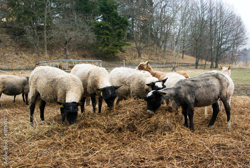 flock of sheep eating hay