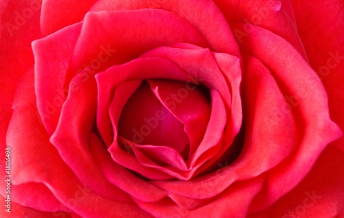 Soft open red rose