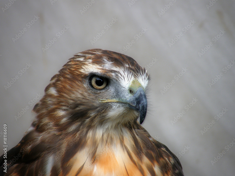 Mäusebussard Mäusebussard