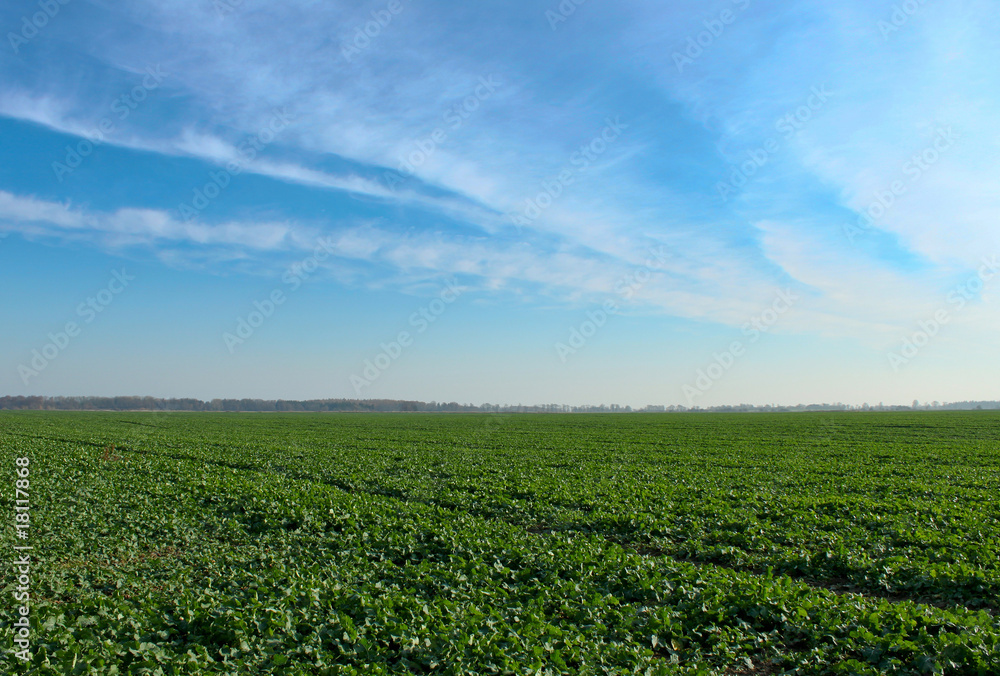 Green fields