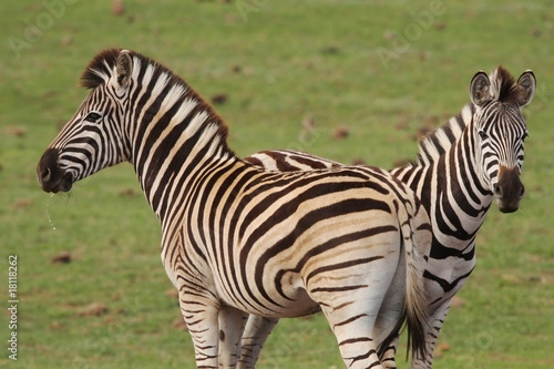 Burchells Zebras