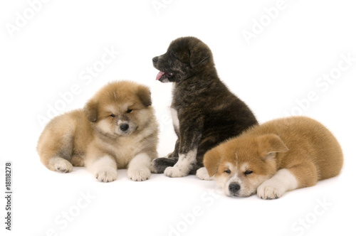 Akita Inu puppy dogs