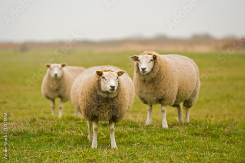 Schafe auf einer Weide auf der Insel Texel