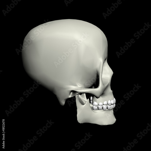 crâne