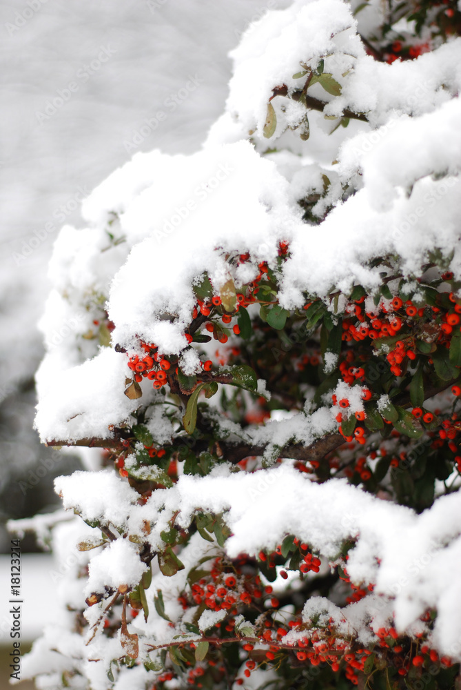 white snow covered the berries tree