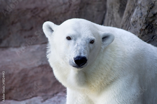 Polar bear