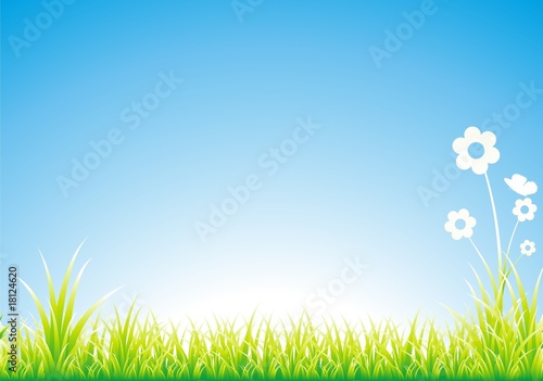 Green  grass butterfly sky