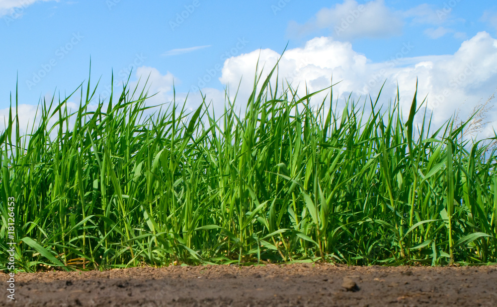 Fototapeta premium Green grass