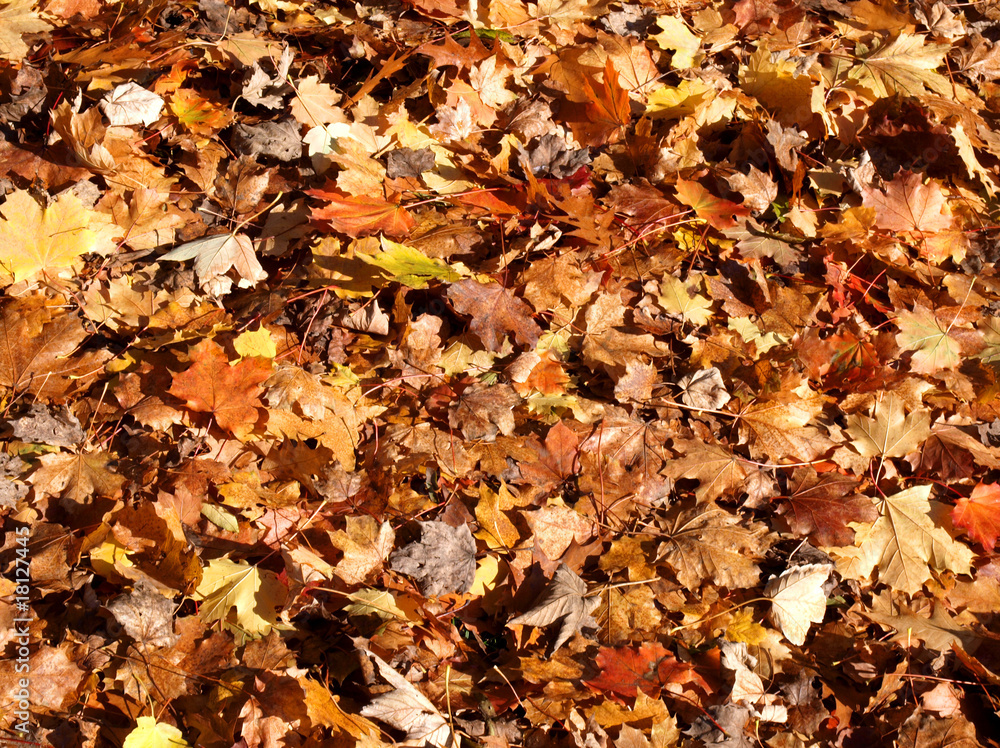 Herbstlaub Herbstlaub