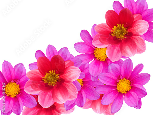 Flowers  decorative