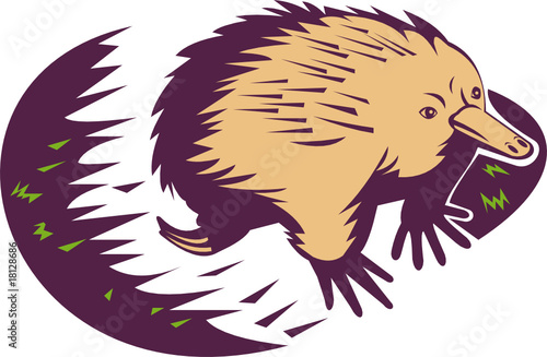 Echidna spiny anteater
