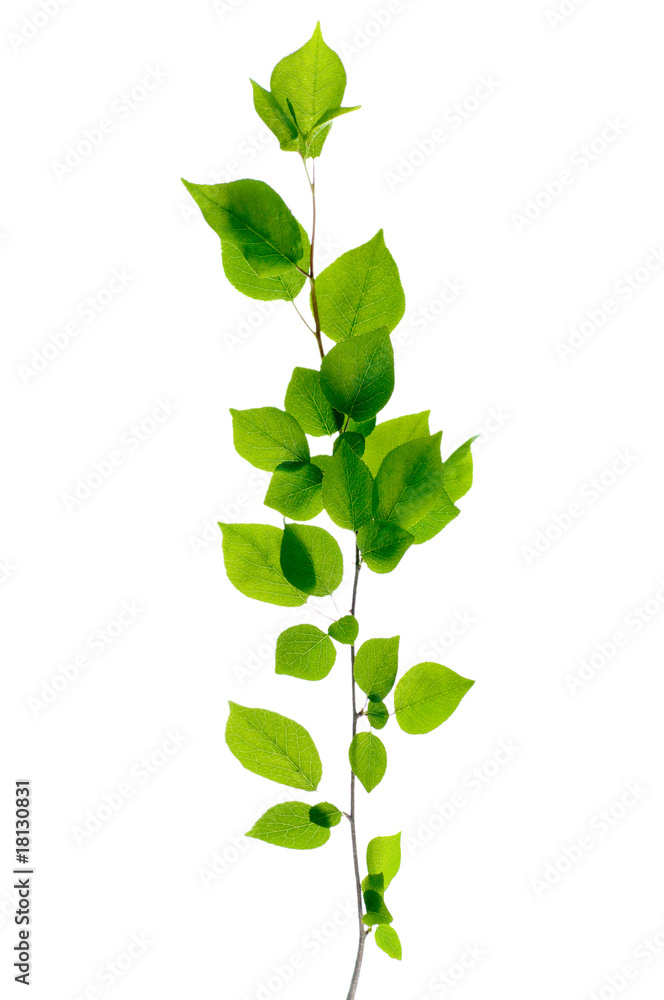Fototapeta premium birch branch isolated