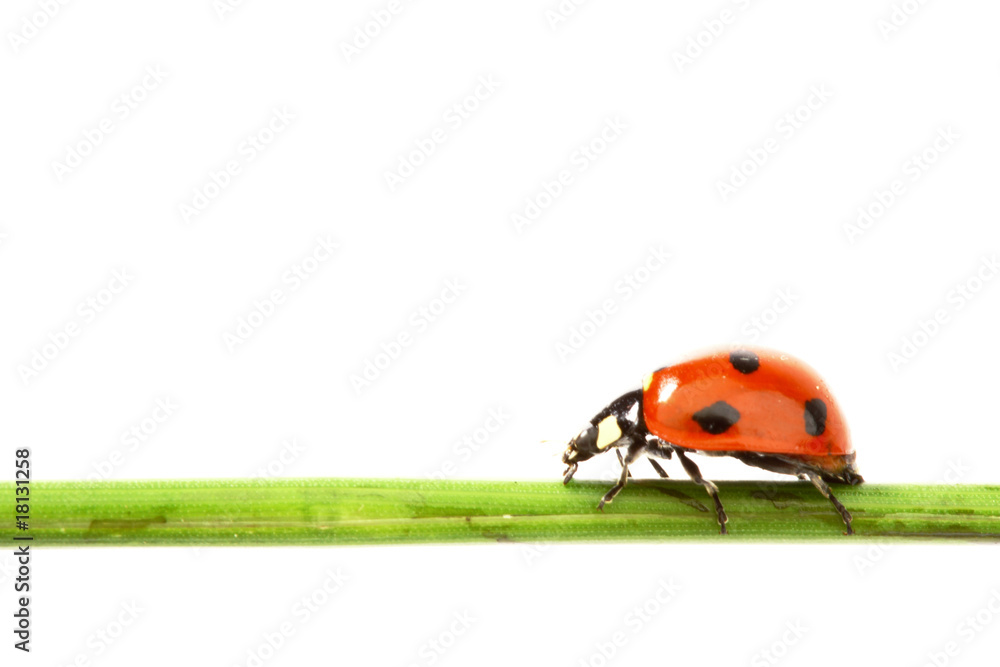 Fototapeta premium ladybug on grass