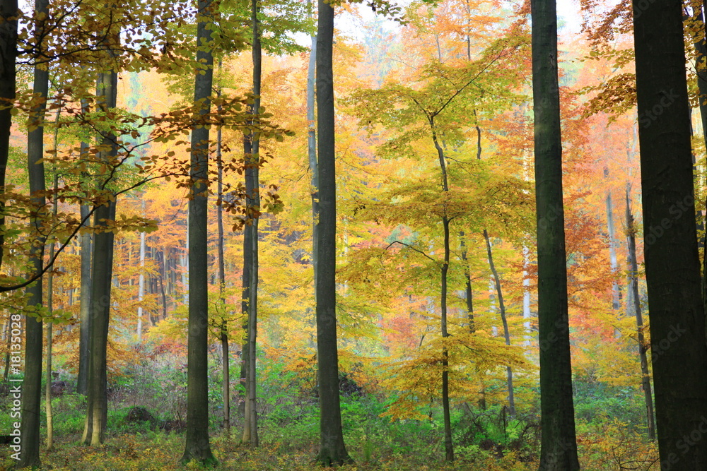 Fototapeta premium Herbst