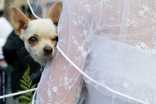 Dog on the wedding
