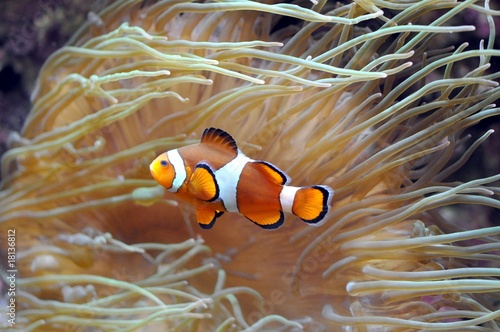Fotografia Korallen ,Nemo