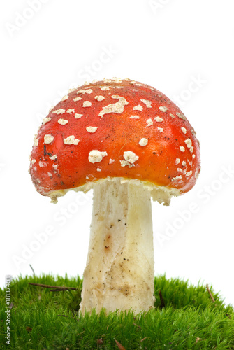Fly agaric (Amanita Muscaria) growning on the moss