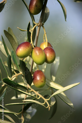 colourfull olives
